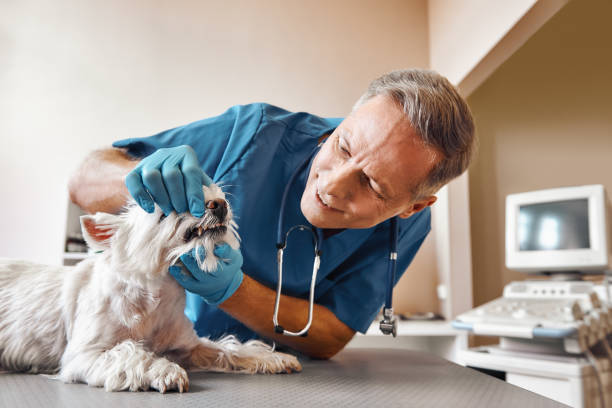 Best Urgent Dental Care  in Panther Valley, NJ